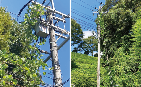 樹木の剪定・草刈りはお早めに